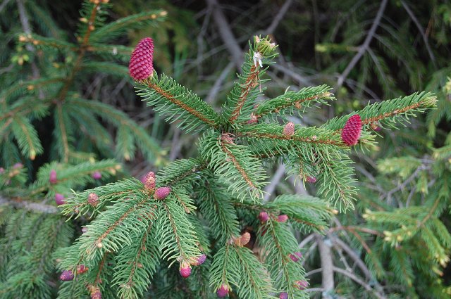 37 DSC_9280.JPG - (C) Jacek L. Piotrowski 601 07-77-09